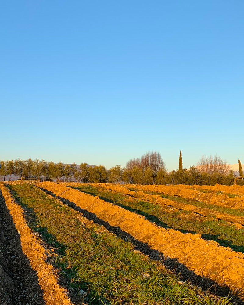 Vigneti arati e dissodati da Franciacorta Scavi